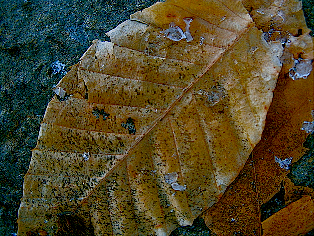 bleached-beech-leaf-1.jpg